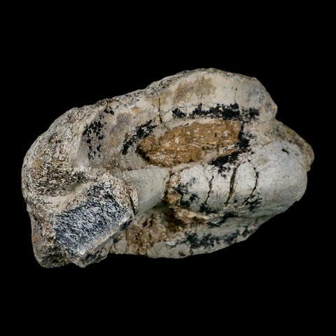 5.2" Brontothere Fossil Knee Bone Eocene Age Badlands S Dakota Titanothere COA - Fossil Age Minerals