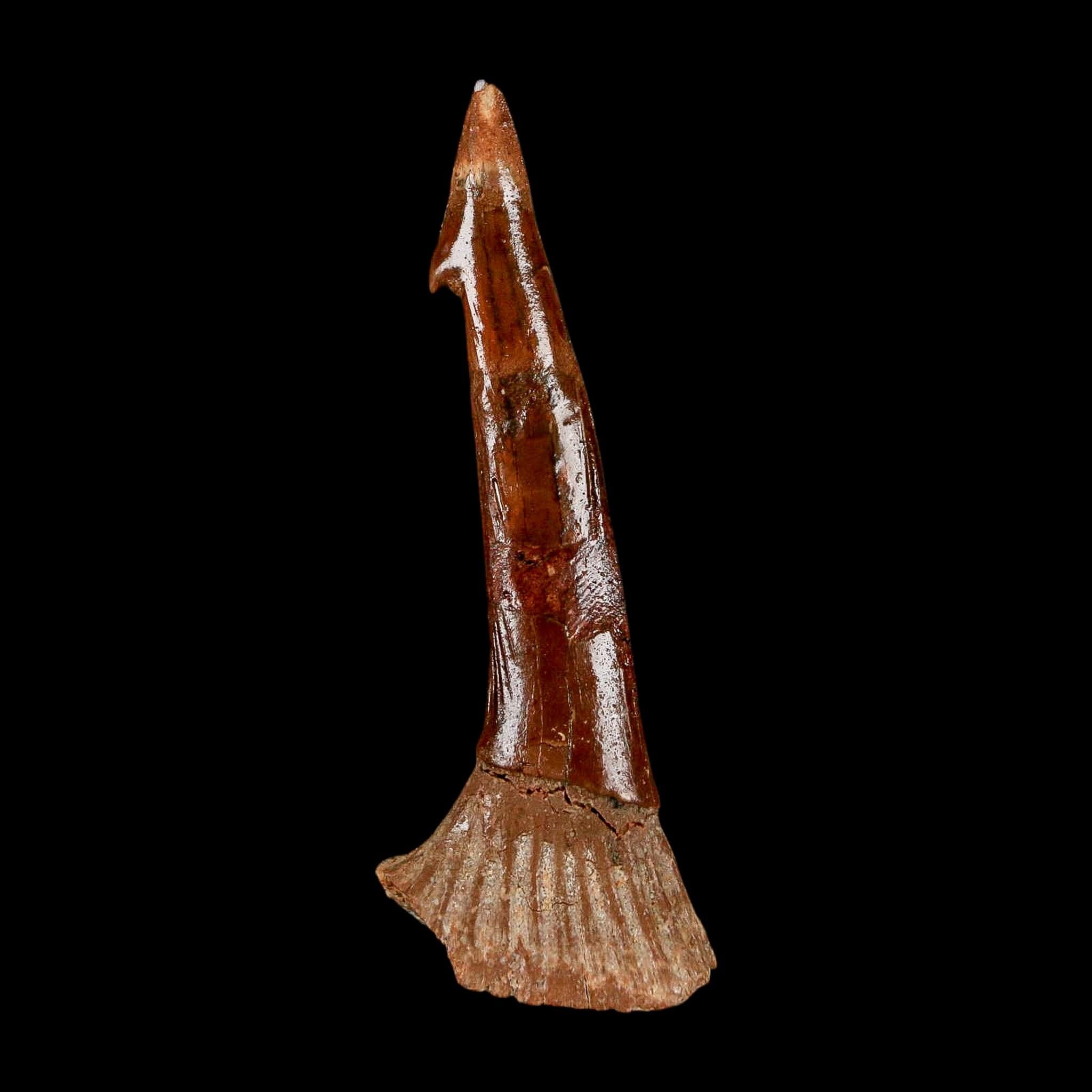 XL 2.5" Sawfish Fossil Tooth Barb Onchopristis Numidus Cretaceous Dinosaur Era COA - Fossil Age Minerals