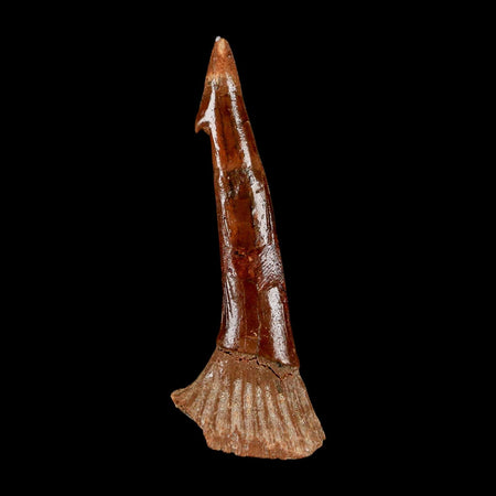 XL 2.5" Sawfish Fossil Tooth Barb Onchopristis Numidus Cretaceous Dinosaur Era COA