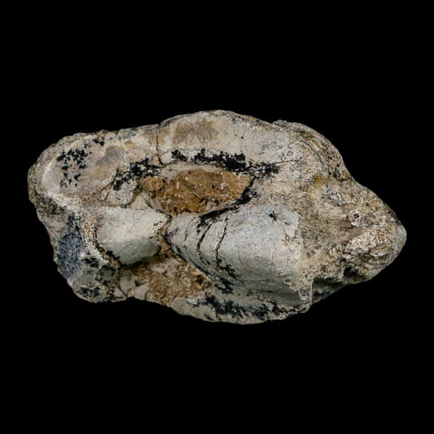 5.2" Brontothere Fossil Knee Bone Eocene Age Badlands S Dakota Titanothere COA - Fossil Age Minerals