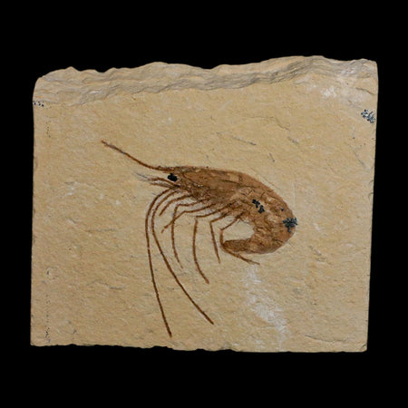 1.7" Fossil Shrimp Carpopenaeus Cretaceous Age 100 Mil Yrs Old Lebanon COA