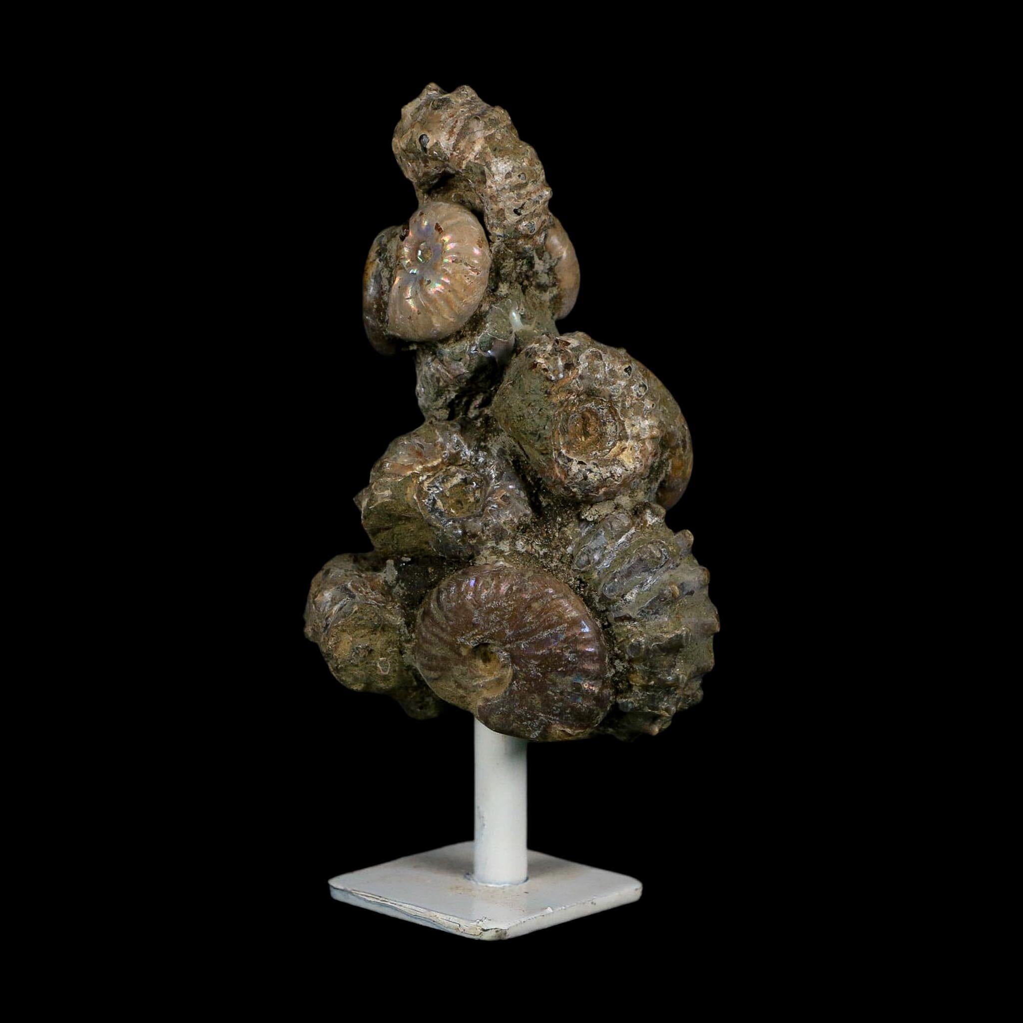 4.1" Douvilleiceras Tractor Ammonite Fossil Cluster on Stand Madagascar Jurassic Age
