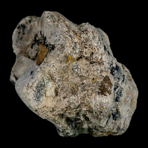 5.2" Brontothere Fossil Knee Bone Eocene Age Badlands S Dakota Titanothere COA - Fossil Age Minerals