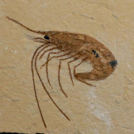 1.7" Fossil Shrimp Carpopenaeus Cretaceous Age 100 Mil Yrs Old Lebanon COA