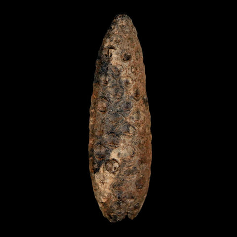 XL 2.2" Fossil Pine Cone Equicalastrobus Replaced By Agate Eocene Age Seeds Fruit - Fossil Age Minerals