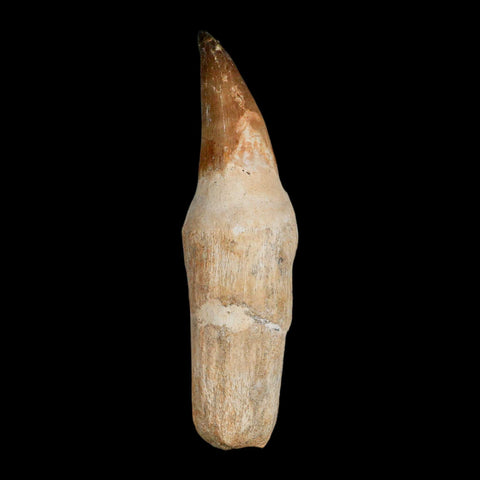 XL 4.2" Mosasaur Prognathodon Fossil Tooth Rooted Cretaceous Dinosaur Era COA - Fossil Age Minerals