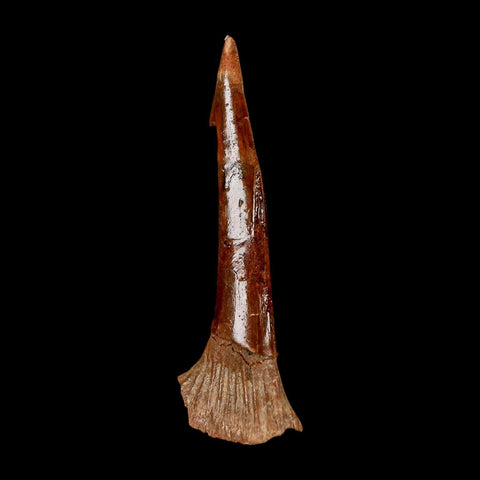 XL 2.5" Sawfish Fossil Tooth Barb Onchopristis Numidus Cretaceous Dinosaur Era COA