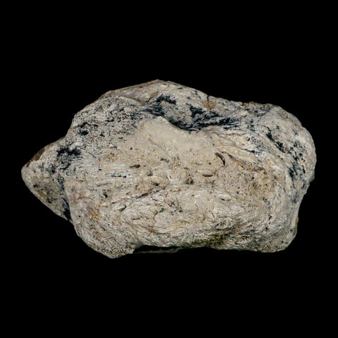 5.2" Brontothere Fossil Knee Bone Eocene Age Badlands S Dakota Titanothere COA - Fossil Age Minerals