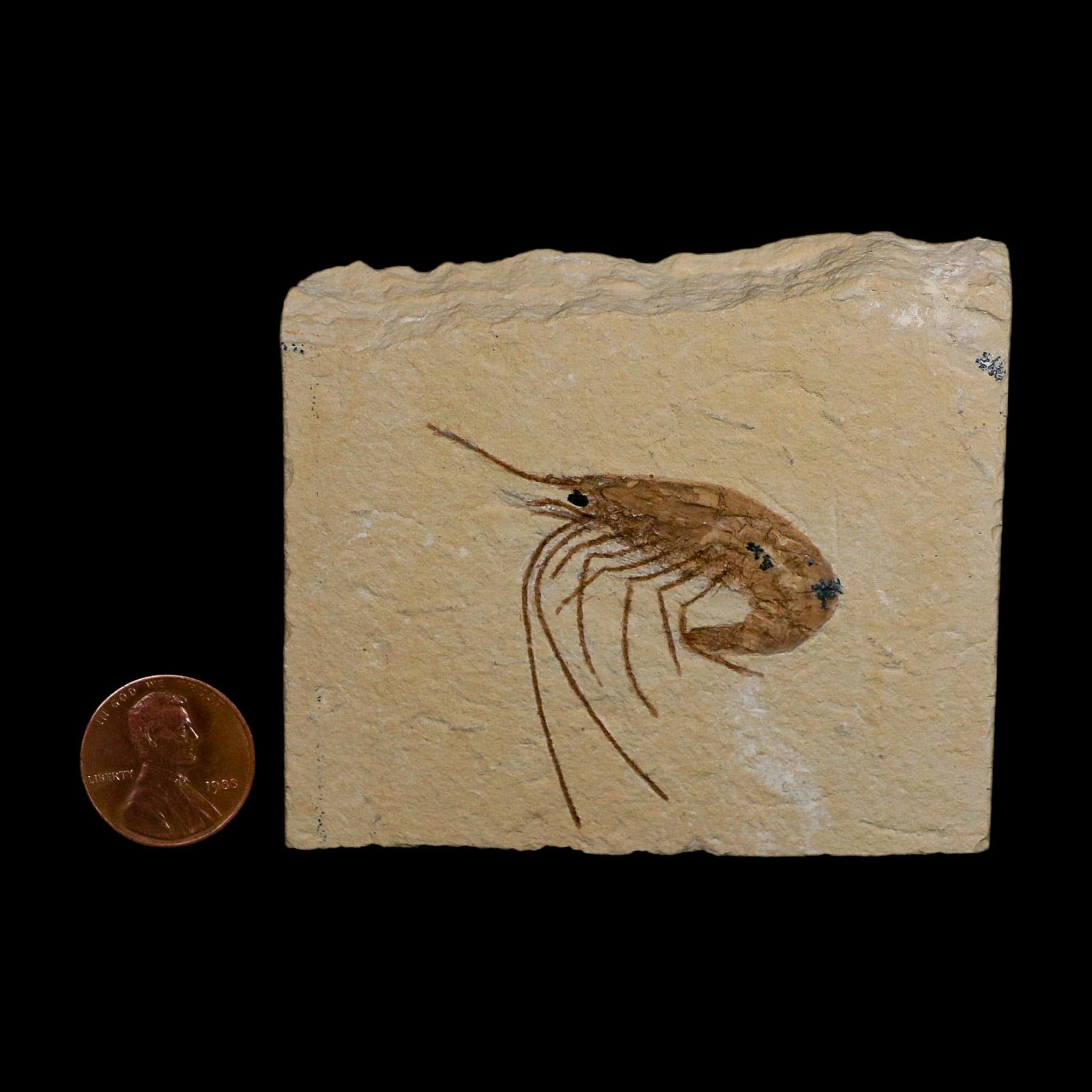 1.7" Fossil Shrimp Carpopenaeus Cretaceous Age 100 Mil Yrs Old Lebanon COA - Fossil Age Minerals