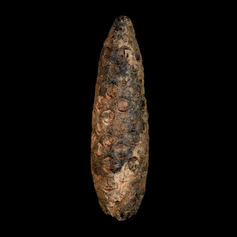 XL 2.2" Fossil Pine Cone Equicalastrobus Replaced By Agate Eocene Age Seeds Fruit - Fossil Age Minerals