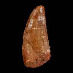 Carcharodontosaurus Fossils