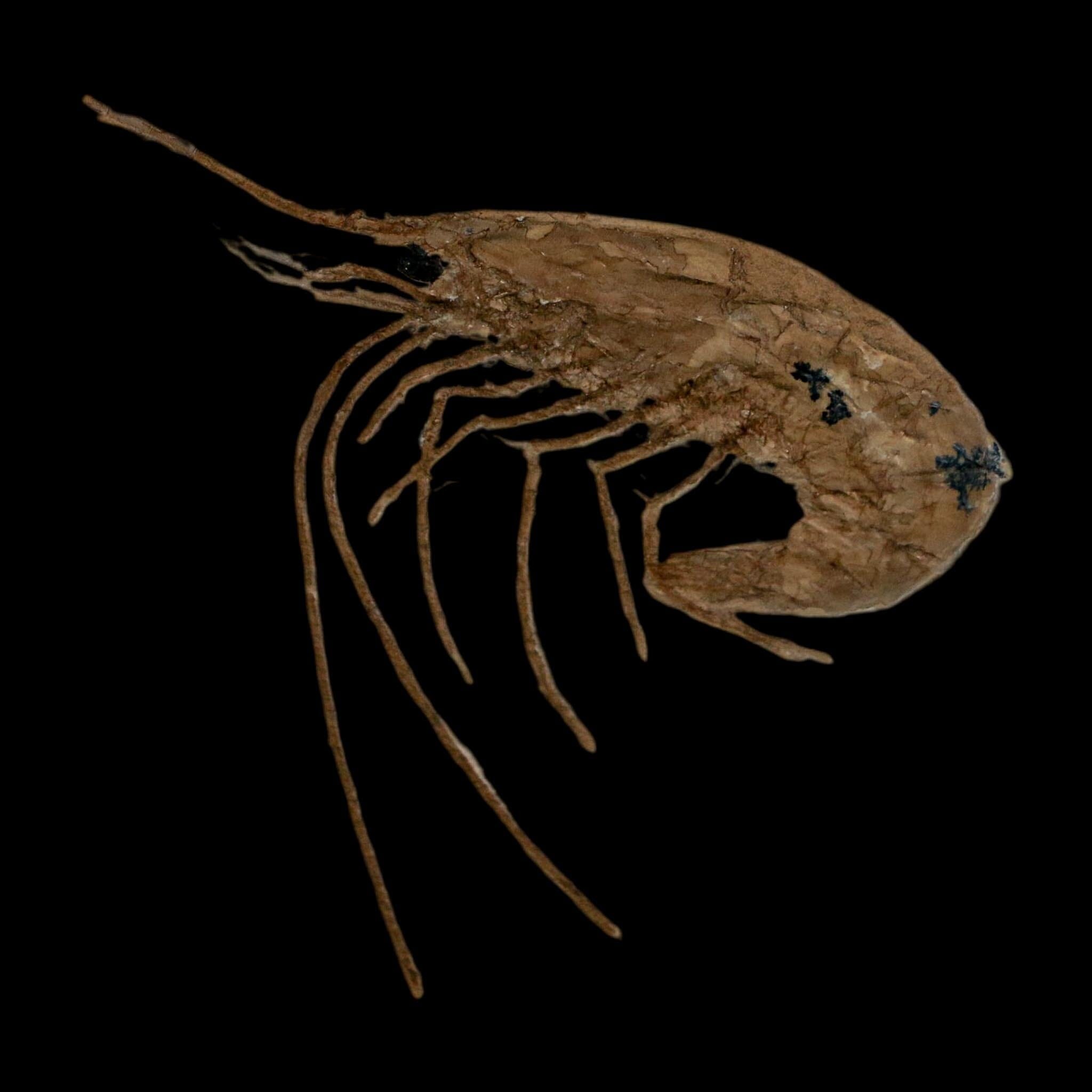 1.7" Fossil Shrimp Carpopenaeus Cretaceous Age 100 Mil Yrs Old Lebanon COA - Fossil Age Minerals