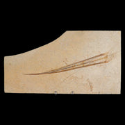 8.8" Plesioteuthis Prisca Fossil Squid Upper Jurassic Age Solnhofen FM Germany