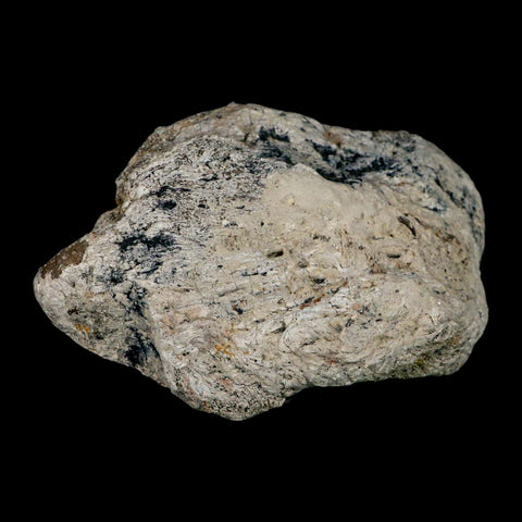 5.2" Brontothere Fossil Knee Bone Eocene Age Badlands S Dakota Titanothere COA - Fossil Age Minerals