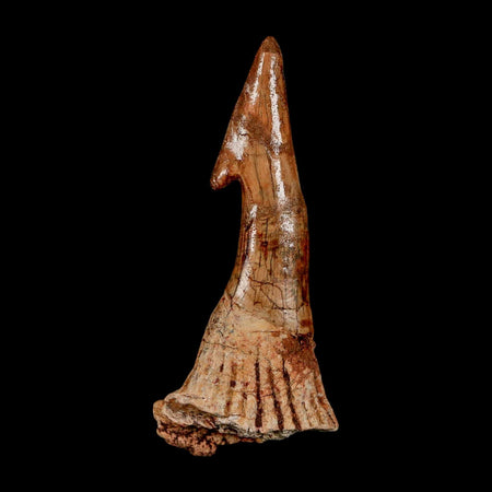 XL 2.9" Sawfish Fossil Tooth Barb Onchopristis Numidus Cretaceous Dinosaur Era COA