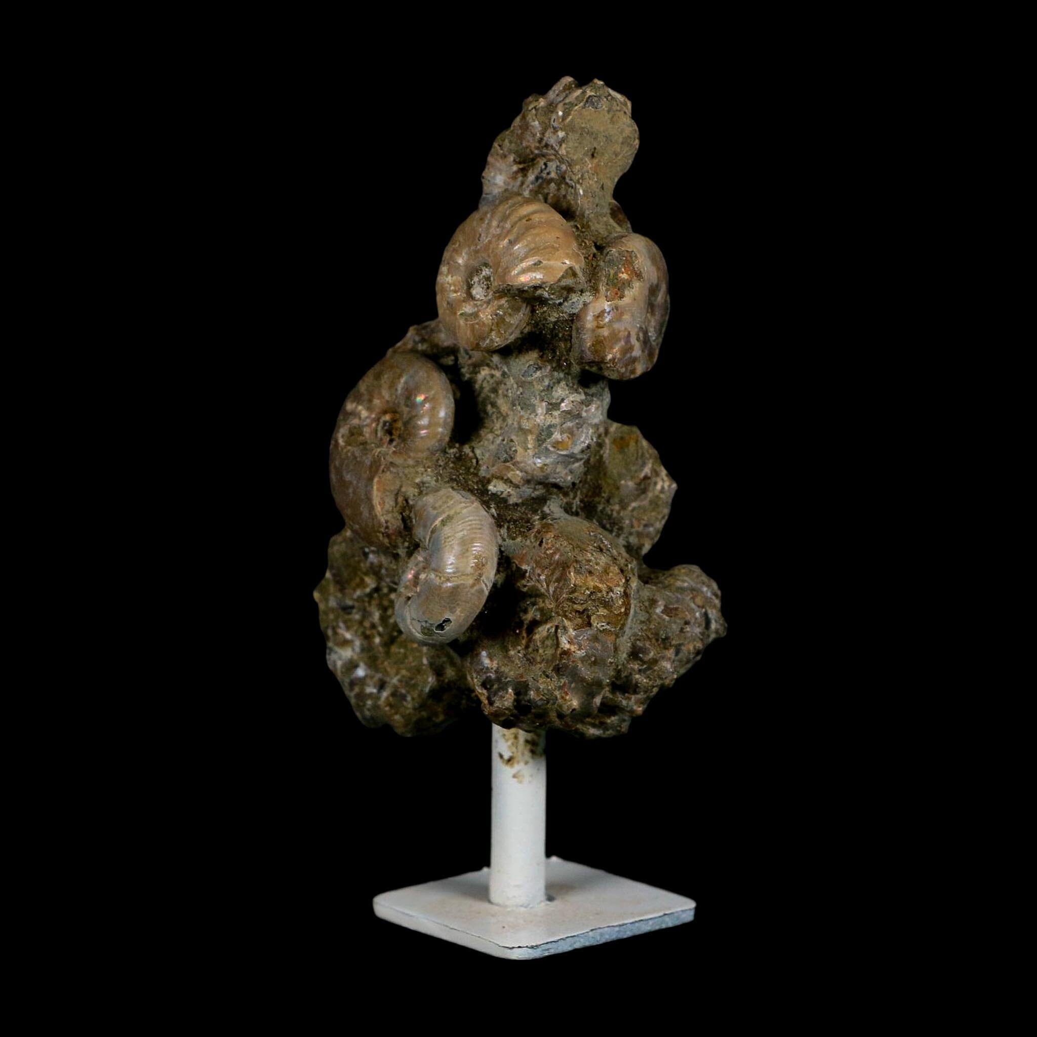 4.1" Douvilleiceras Tractor Ammonite Fossil Cluster on Stand Madagascar Jurassic Age