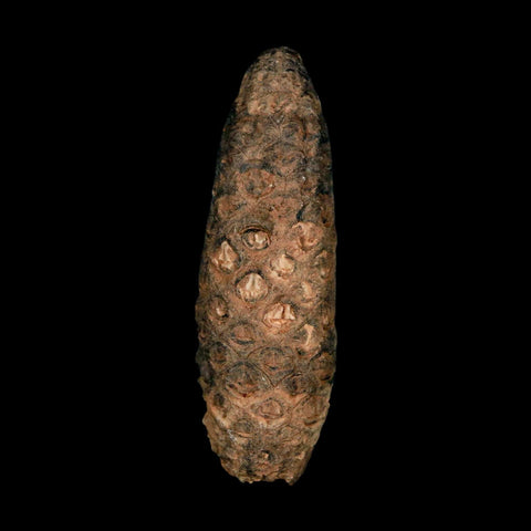 XL 2.2" Fossil Pine Cone Equicalastrobus Replaced By Agate Eocene Age Seeds Fruit - Fossil Age Minerals