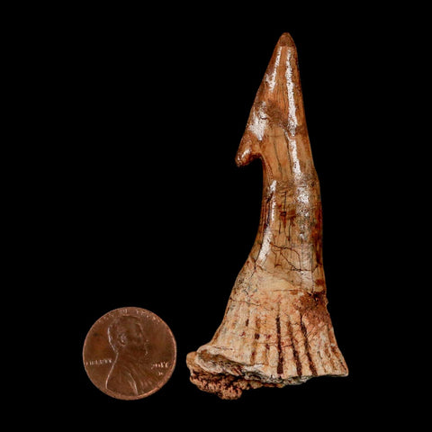 XL 2.9" Sawfish Fossil Tooth Barb Onchopristis Numidus Cretaceous Dinosaur Era COA