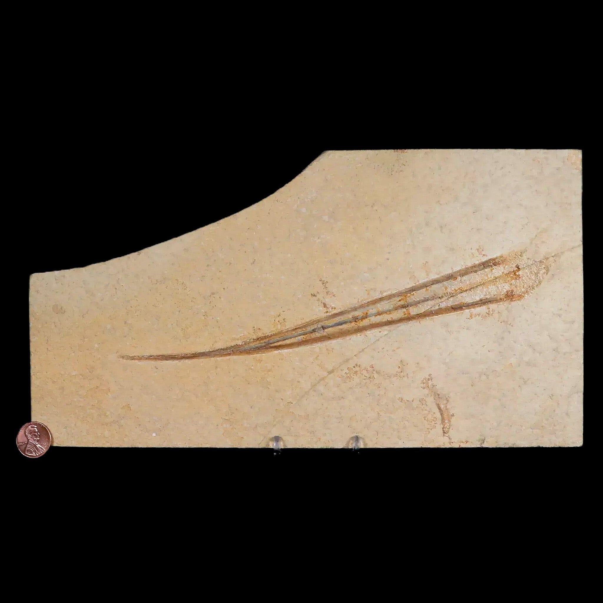 8.8" Plesioteuthis Prisca Fossil Squid Upper Jurassic Age Solnhofen FM Germany - Fossil Age Minerals