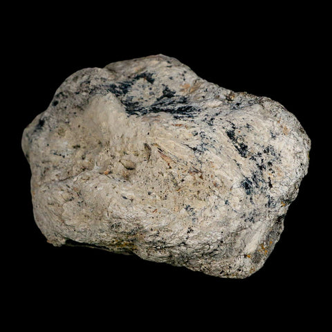 5.2" Brontothere Fossil Knee Bone Eocene Age Badlands S Dakota Titanothere COA - Fossil Age Minerals