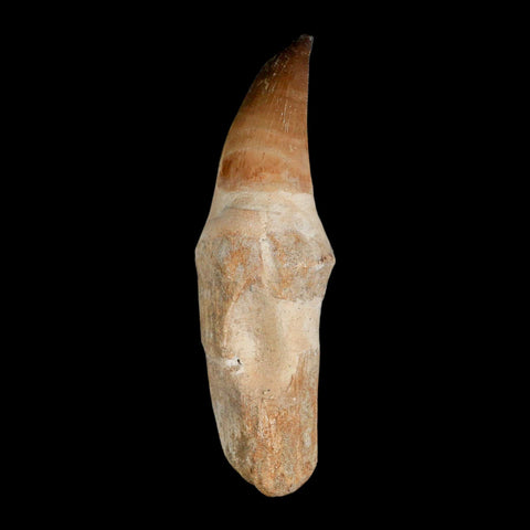 XL 4.2" Mosasaur Prognathodon Fossil Tooth Rooted Cretaceous Dinosaur Era COA - Fossil Age Minerals