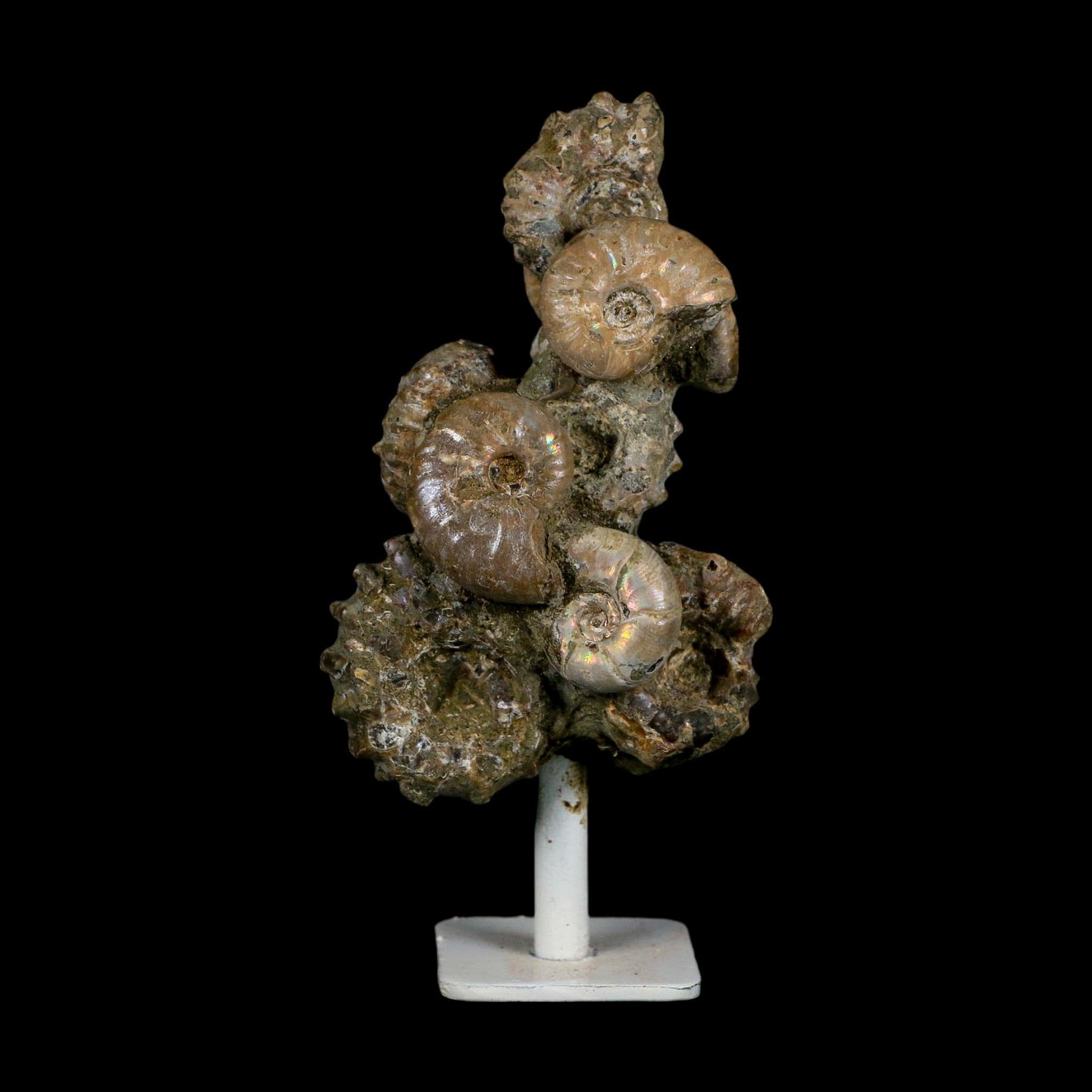 4.1" Douvilleiceras Tractor Ammonite Fossil Cluster on Stand Madagascar Jurassic Age