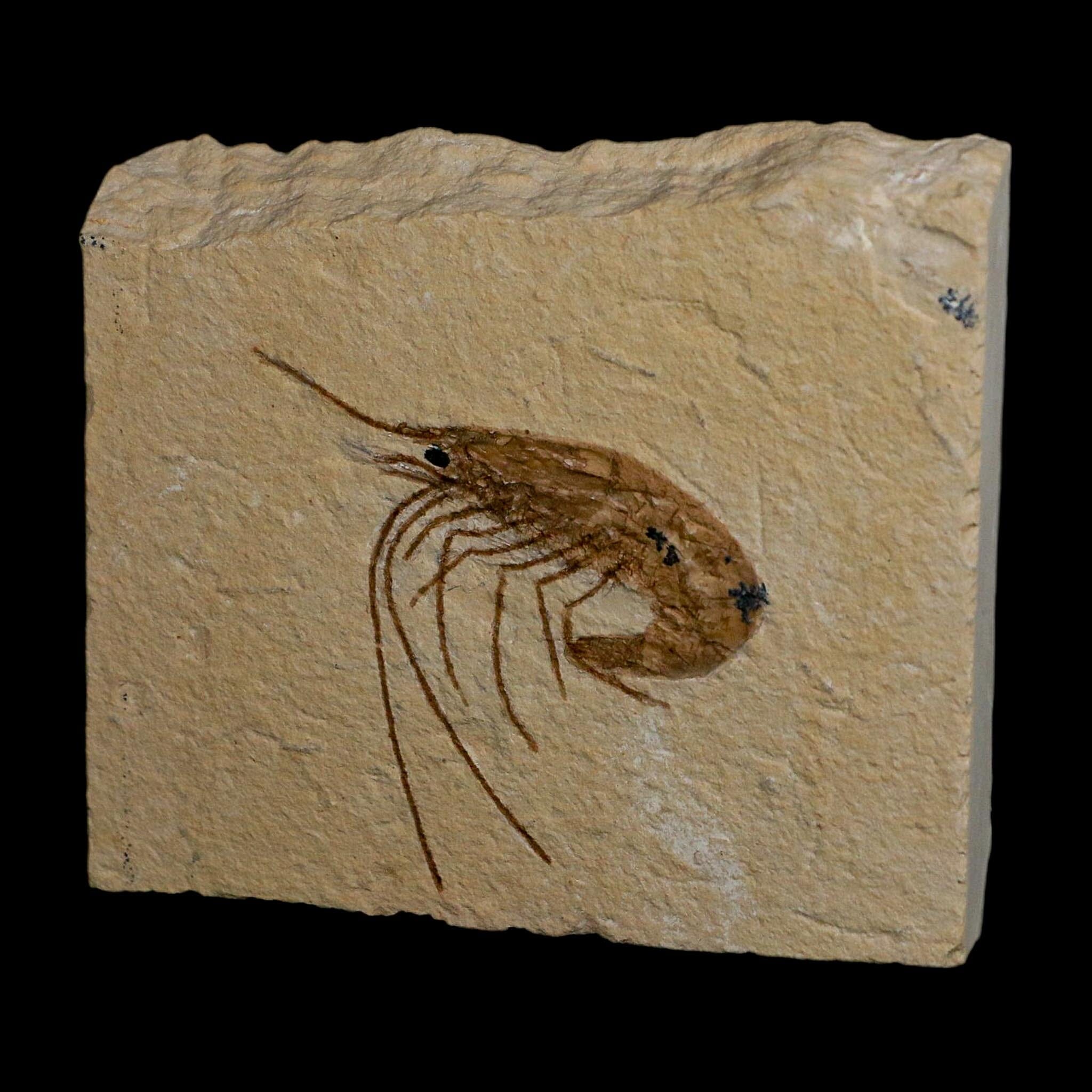 1.7" Fossil Shrimp Carpopenaeus Cretaceous Age 100 Mil Yrs Old Lebanon COA - Fossil Age Minerals