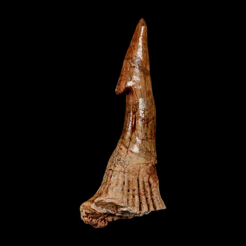 XL 2.9" Sawfish Fossil Tooth Barb Onchopristis Numidus Cretaceous Dinosaur Era COA