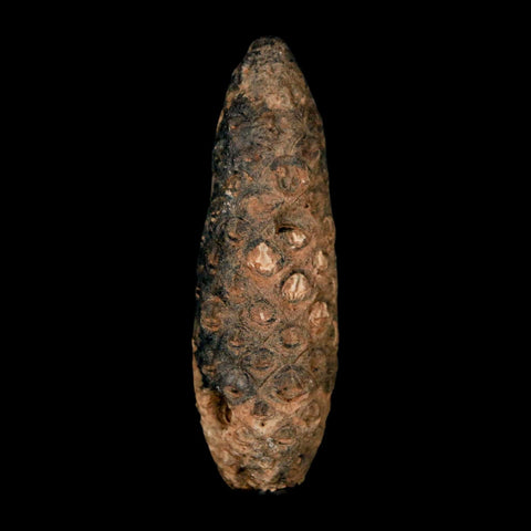 XL 2.2" Fossil Pine Cone Equicalastrobus Replaced By Agate Eocene Age Seeds Fruit - Fossil Age Minerals