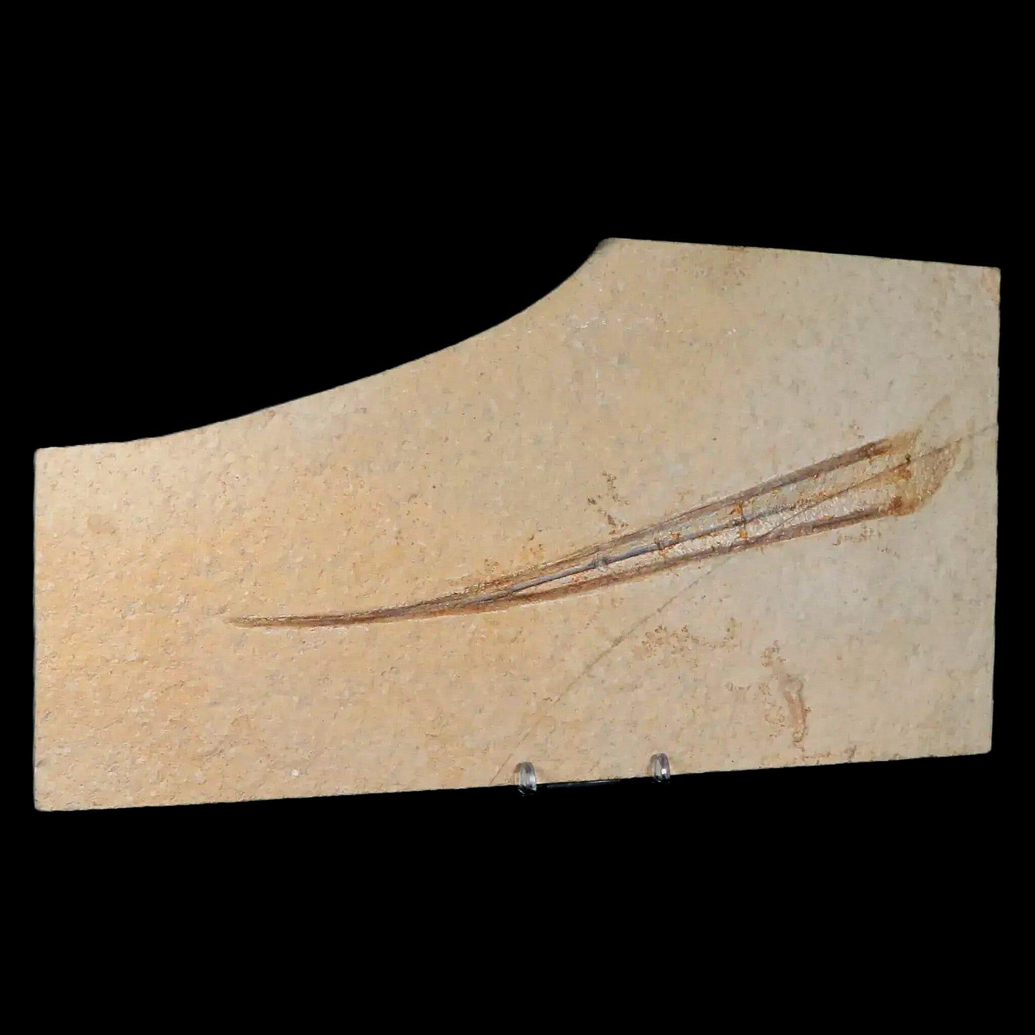 8.8" Plesioteuthis Prisca Fossil Squid Upper Jurassic Age Solnhofen FM Germany - Fossil Age Minerals