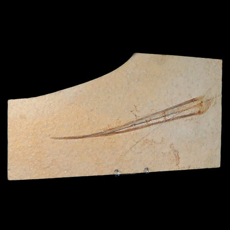 8.8" Plesioteuthis Prisca Fossil Squid Upper Jurassic Age Solnhofen FM Germany