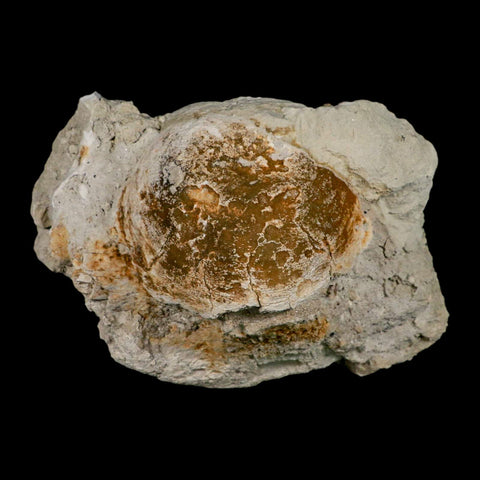 5.9" Brontothere Fossil Vertebrae Bone Eocene Age Badlands S Dakota Titanothere COA - Fossil Age Minerals