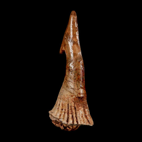 XL 2.9" Sawfish Fossil Tooth Barb Onchopristis Numidus Cretaceous Dinosaur Era COA