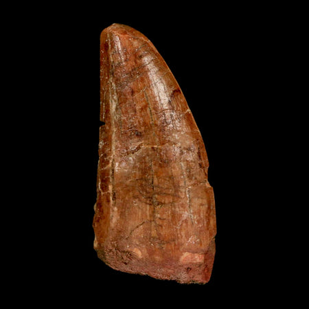 1.9" Carcharodontosaurus Fossil Tooth Cretaceous Dinosaur Morocco COA Stand