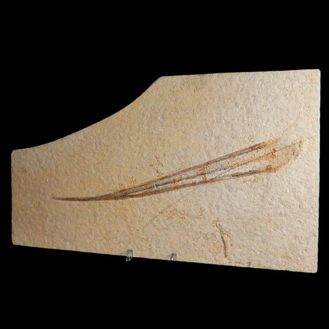 8.8" Plesioteuthis Prisca Fossil Squid Upper Jurassic Age Solnhofen FM Germany - Fossil Age Minerals