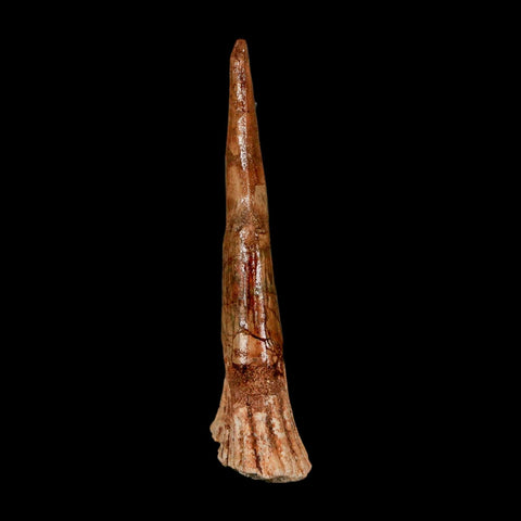 XL 2.9" Sawfish Fossil Tooth Barb Onchopristis Numidus Cretaceous Dinosaur Era COA