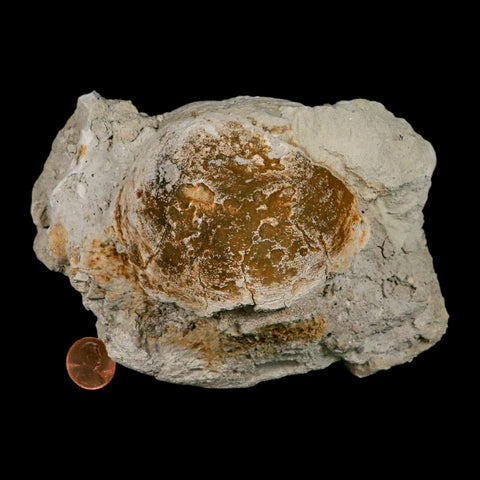 5.9" Brontothere Fossil Vertebrae Bone Eocene Age Badlands S Dakota Titanothere COA - Fossil Age Minerals