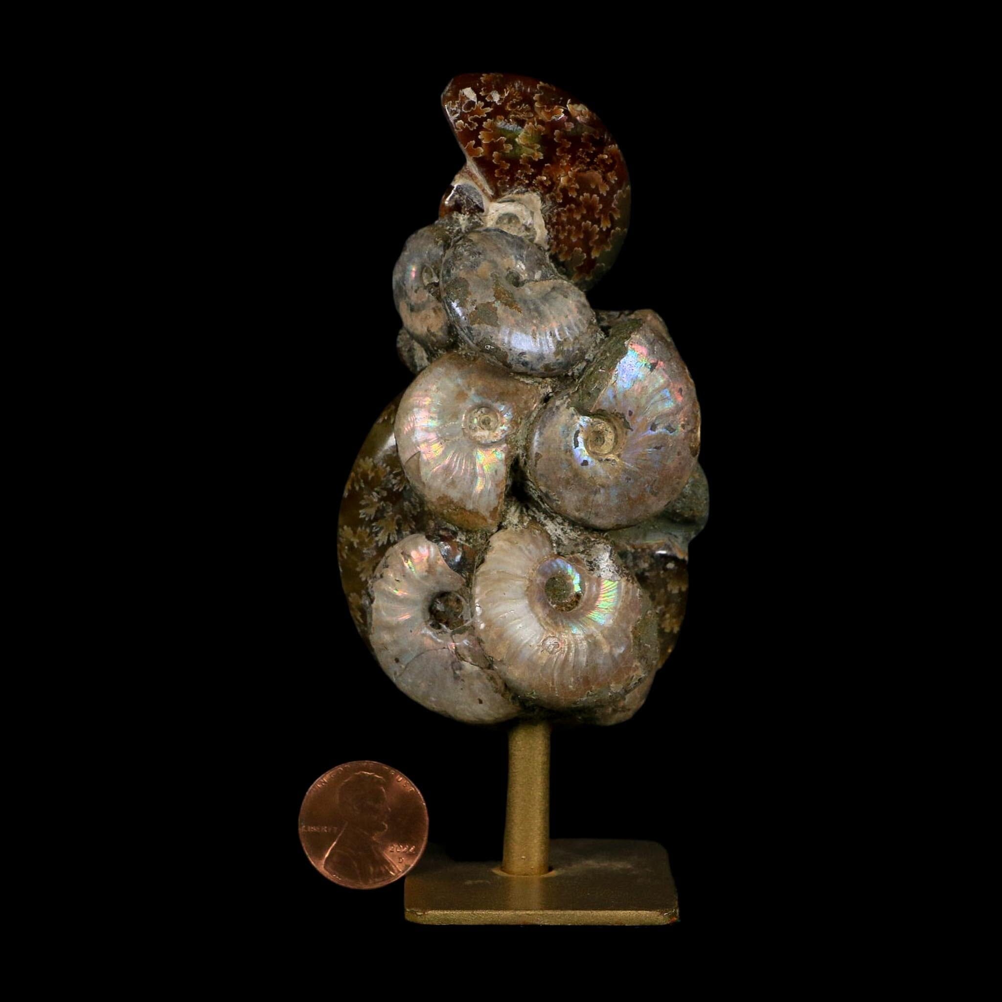 4.5" Cleoniceras Opalized Ammonites Fossil Cluster on Stand Madagascar Jurassic Age