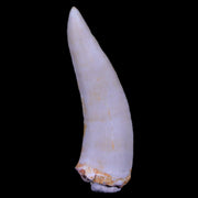XL 2" Saber Toothed Herring Fossil Fang Enchodus Libycus Cretaceous COA Stand