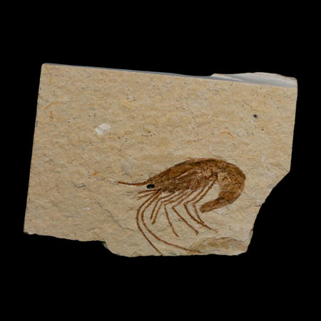 1.4" Fossil Shrimp Carpopenaeus Cretaceous Age 100 Mil Yrs Old Lebanon COA