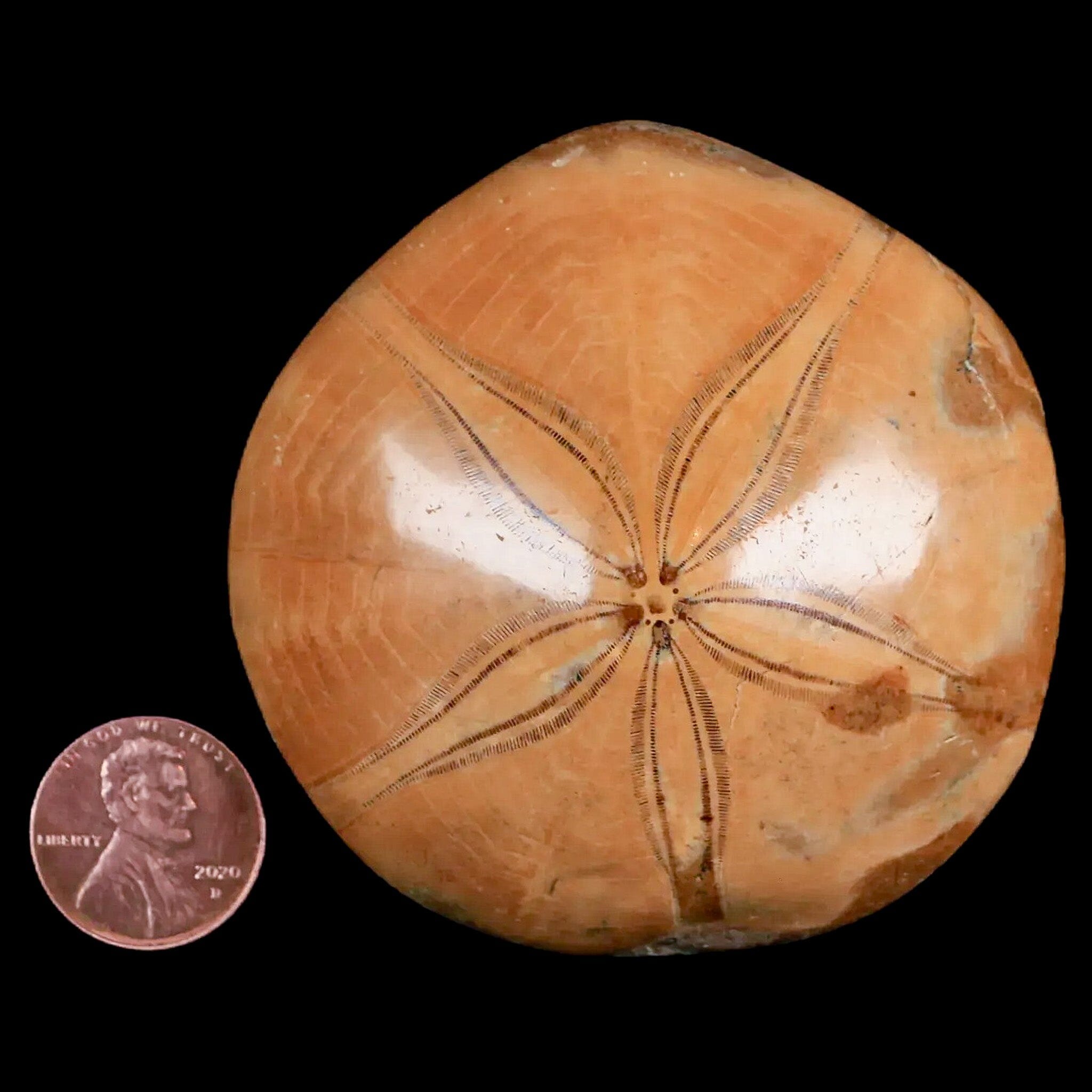 66MM Pygurus Marmonti Sea Urchin Fossil Sand Dollar Jurassic Age 