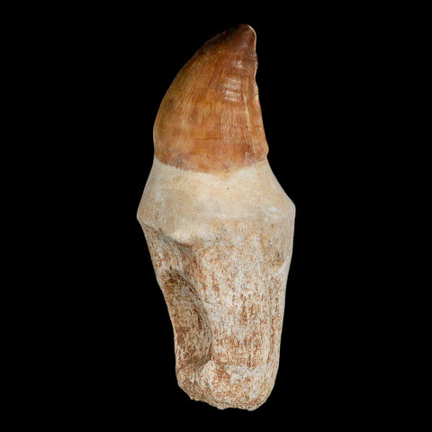 XL 3.8" Mosasaur Prognathodon Fossil Tooth Rooted Cretaceous Dinosaur Era COA - Fossil Age Minerals