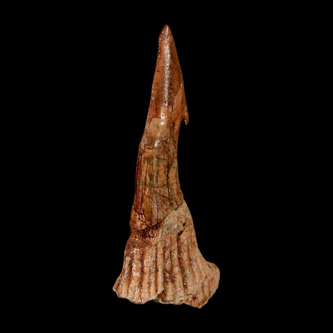 XL 2.9" Sawfish Fossil Tooth Barb Onchopristis Numidus Cretaceous Dinosaur Era COA
