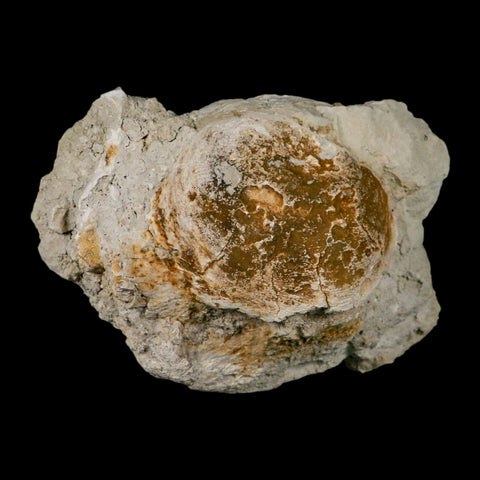 5.9" Brontothere Fossil Vertebrae Bone Eocene Age Badlands S Dakota Titanothere COA - Fossil Age Minerals