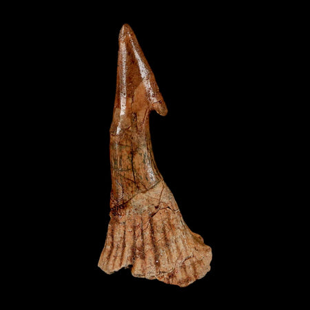 XL 2.9" Sawfish Fossil Tooth Barb Onchopristis Numidus Cretaceous Dinosaur Era COA
