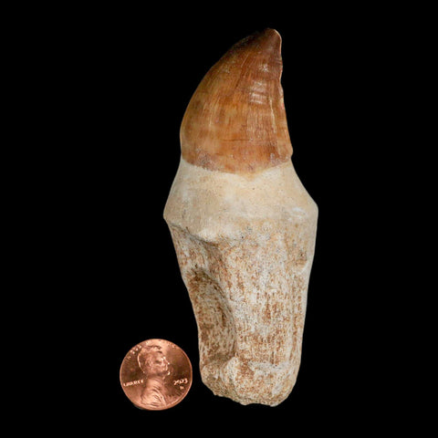 XL 3.8" Mosasaur Prognathodon Fossil Tooth Rooted Cretaceous Dinosaur Era COA - Fossil Age Minerals