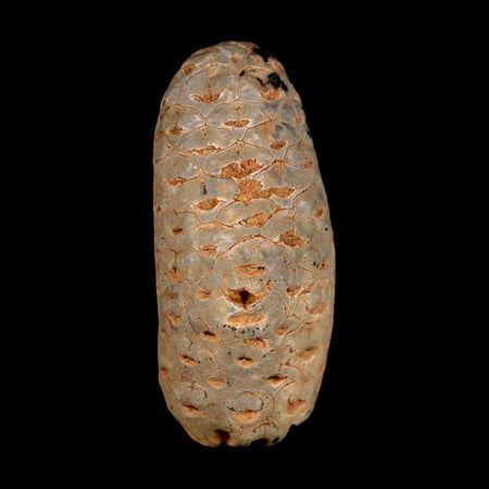 1.8" Fossil Pine Cone Equicalastrobus Replaced By Agate Eocene Age Seeds Fruit