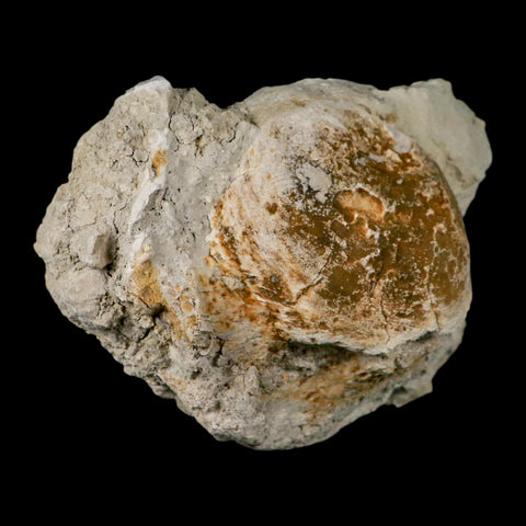 5.9" Brontothere Fossil Vertebrae Bone Eocene Age Badlands S Dakota Titanothere COA - Fossil Age Minerals