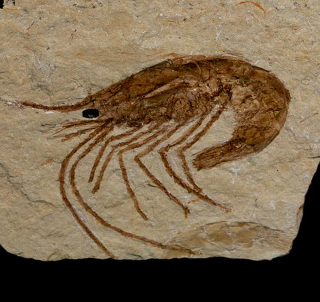 1.4" Fossil Shrimp Carpopenaeus Cretaceous Age 100 Mil Yrs Old Lebanon COA