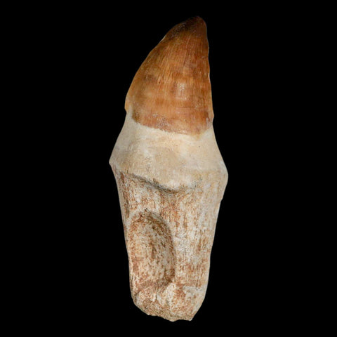 XL 3.8" Mosasaur Prognathodon Fossil Tooth Rooted Cretaceous Dinosaur Era COA - Fossil Age Minerals